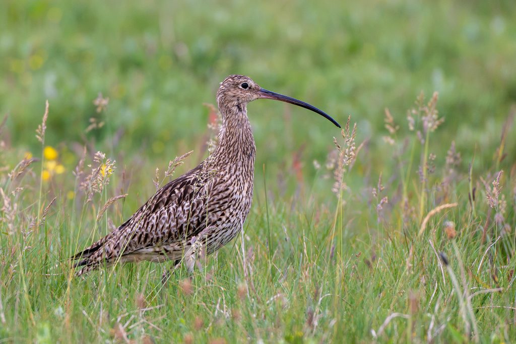 Großer Brachvogel, Orkney Großer Brachvogel, Orkney
