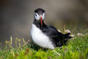 Kecke Frisur, Westray