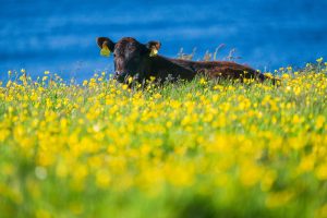 Butterblumen auf den Feldern