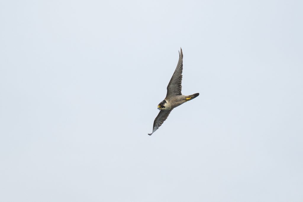 Peregrine Falcon , Wanderfalke Peregrine Falcon , Wanderfalke