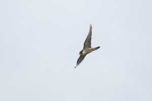 Peregrine Falcon , Wanderfalke
