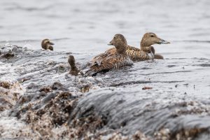 Entenfamilie im Meer