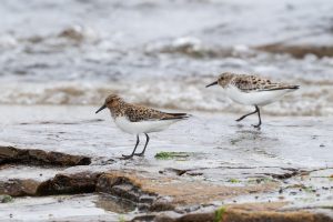 Sanderling, Sands of Evie