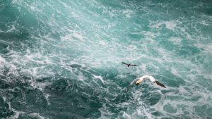 Gannet soaring the waves