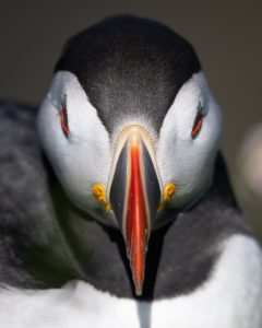 Papageitaucher frontal